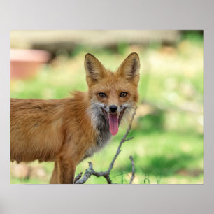 Poster Mama Fox dans la vallée de l'Hudson