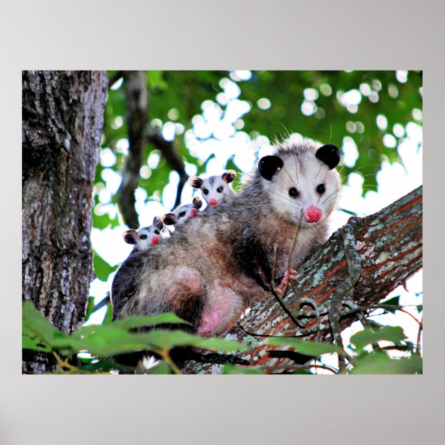 Poster Mama Possum et Baby (Devant)
