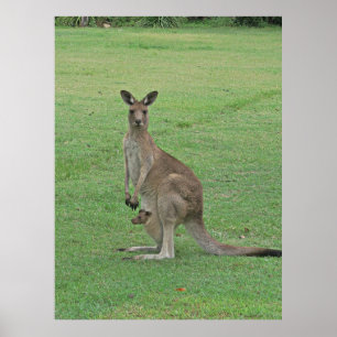 Poster Mama Roo et Joey