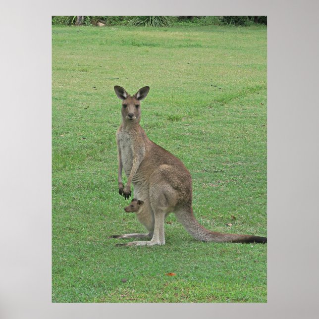 Poster Mama Roo et Joey (Devant)