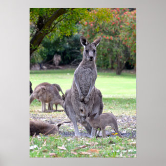 Poster Maman de Kangaroos