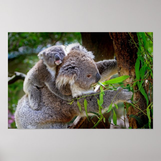 Poster Maman et Baby Koalas (Devant)