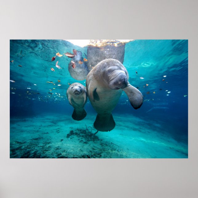 Poster Maman Et Bébé Manatee (Trois Ressorts Soeurs) (Devant)