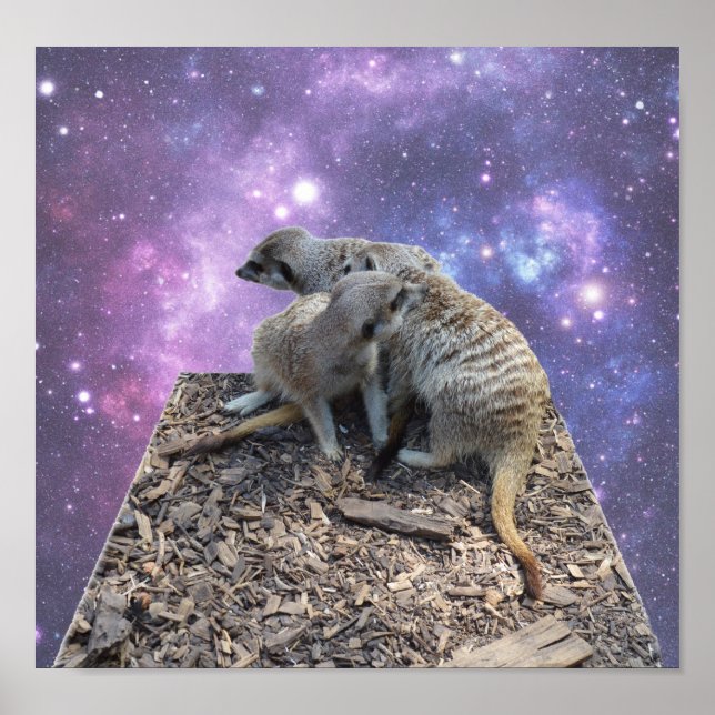 Poster Maman Et Pup Meerkat, (Devant)