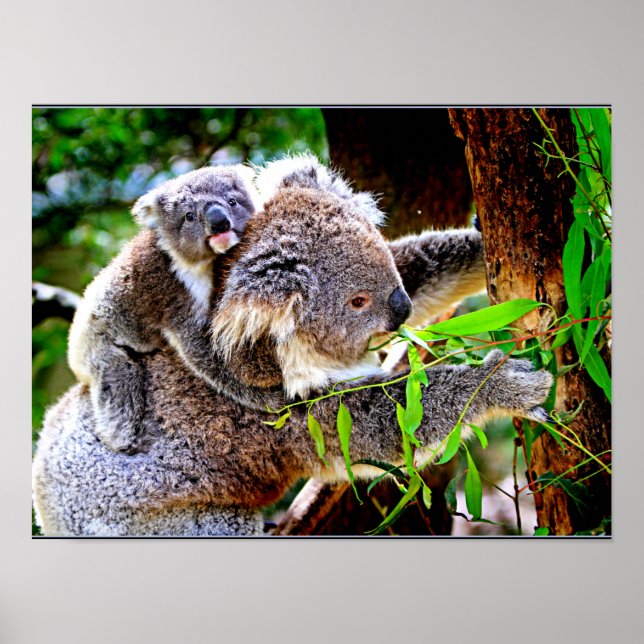 Poster Maman Koala et bébé Joey dans un arbre (Devant)