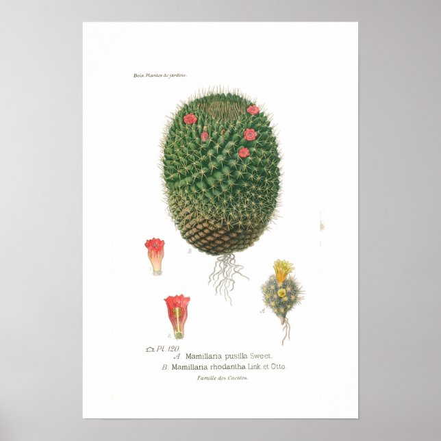 Poster Mamillaria (Devant)