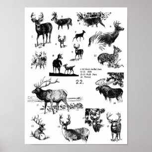 POSTER MAMMIFÈRES
