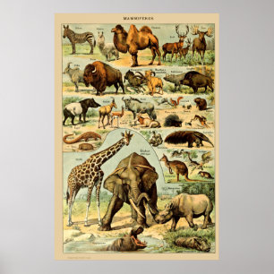 Poster Mammifères vintages Animaux Vieux art d'illustrati