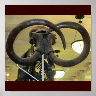 Poster Mammoth Closeup