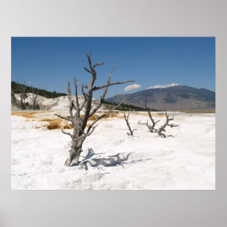 Poster Mammoth Hot Springs Terrasse principale