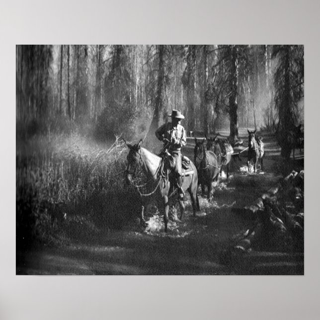 Poster Mammoth Mules (Devant)