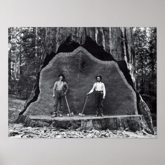 Poster MAMMOTH SEQUOIA c. 1878 (Devant)