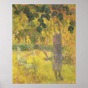 Poster Man Picking Fruit from a Tree, 1897