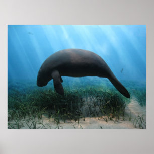 Poster Manatee
