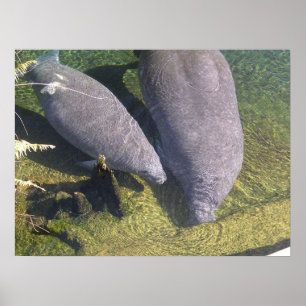 Poster Manatees