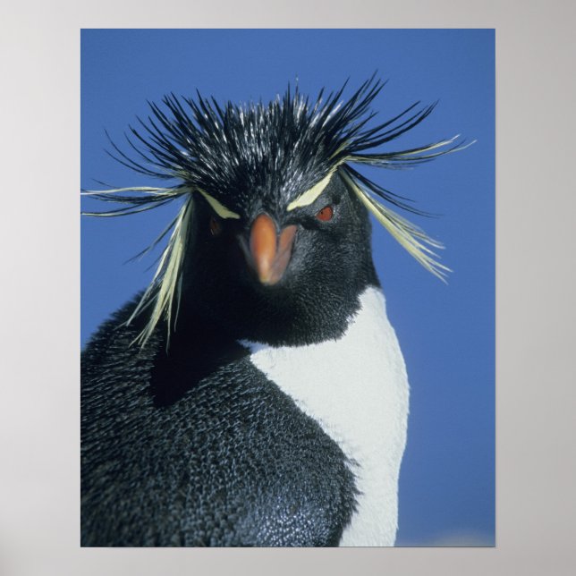 Poster Manchot de Hoppe (Eudyptes chrysocome) (Devant)