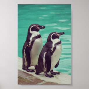 Poster Manchots
