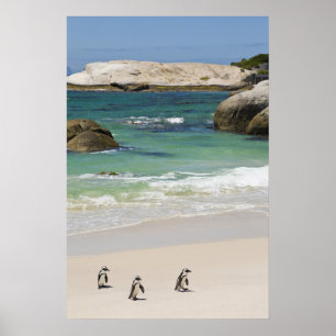 Poster Manchots à Boulders Beach, Simons Town, Afrique du