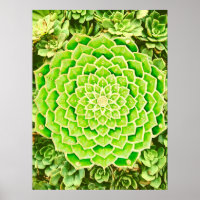 Mandala Green Gold Abstrait Photographie Succulent