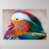 Mandarin Canard magnifique portrait