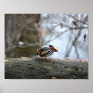 Poster Mandarin Canard Photo