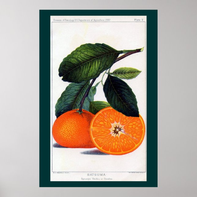 Poster Mandarin Orange (Devant)
