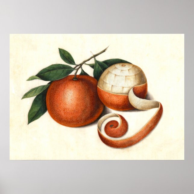 Poster Mandarin Oranges Peinture chinoise antique (Devant)