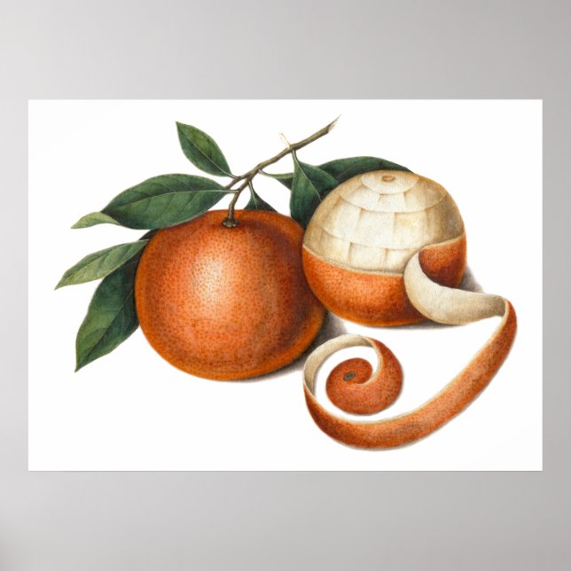 Poster Mandarin Oranges Peinture chinoise antique (Devant)