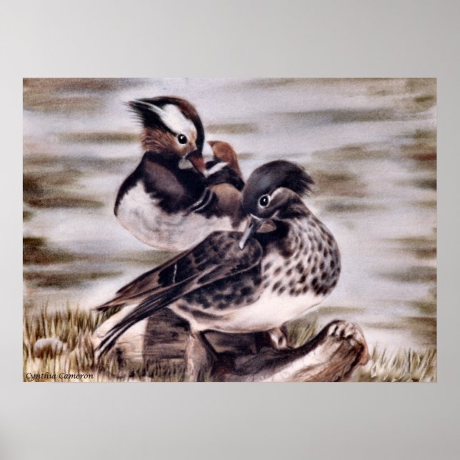 Poster Mandarin Pair (Devant)