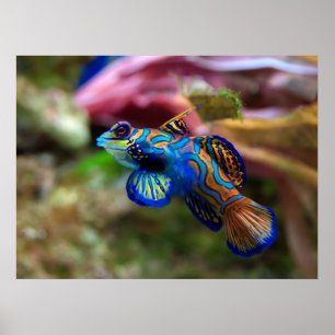 Poster Mandarinfish