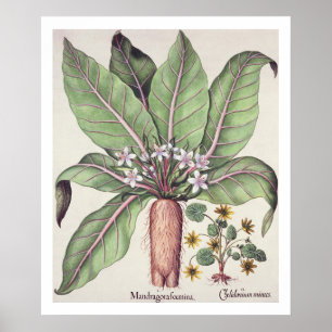 Poster Mandragore d'automne, du "Hortus Eystettensis" par