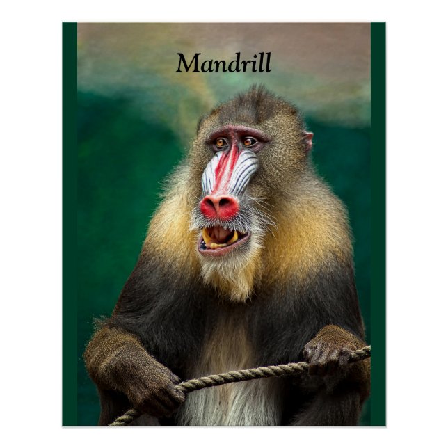 Poster Mandrill, Ape africaine (Devant)