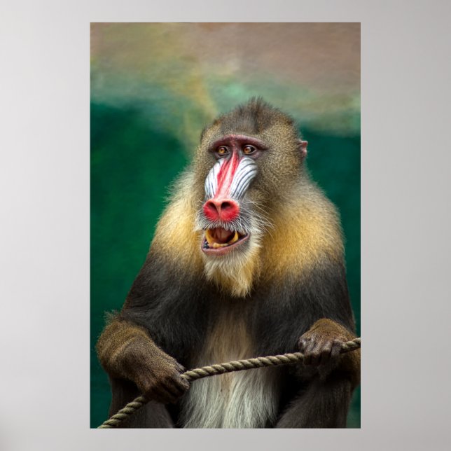 Poster Mandrill Primate Portrait (Devant)