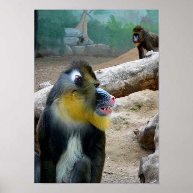 Poster Mandrills (Devant)