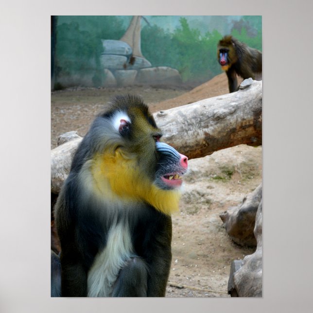 Poster Mandrills (Devant)