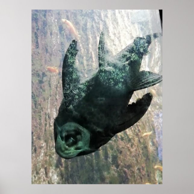 Poster Mangeur d'algues dans un aquarium. (Devant)