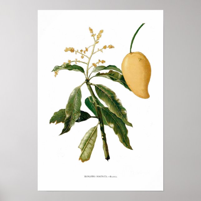 Poster Mango (Devant)