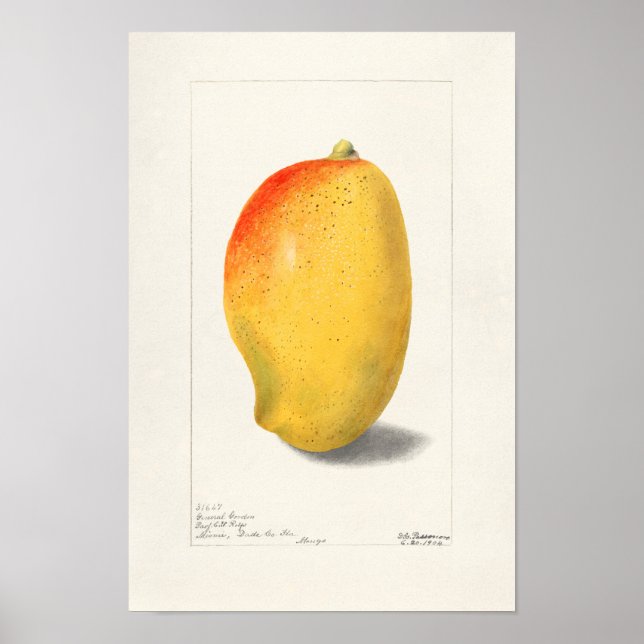Poster Mango (Mangifera Indica) Peinture d'aquarelle aux  (Devant)