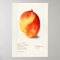 Mango (Mangifera Indica) Peinture d'aquarelle aux
