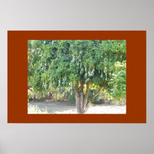 POSTER MANGO TREE