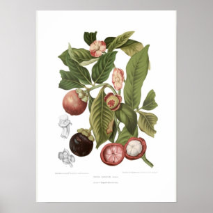 Poster Mangosteen violet