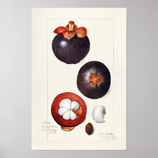 Poster Mangosteens (Garcinia Mangostana) Peinture aux fru (Devant)