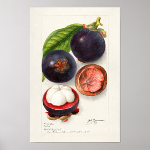 Poster Mangosteens (Garcinia Mangostana) Peinture aux fru