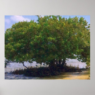 Poster Mangrove dans le Golfe
