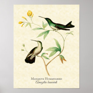 Poster Mangrove Hummingbird Art Imprimer