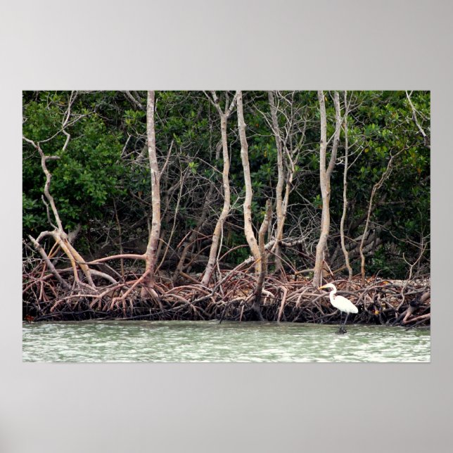 Poster Mangroves de Floride (Devant)