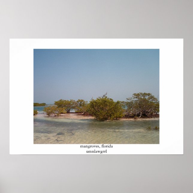 Poster mangroves, floride (Devant)