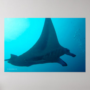 Poster Manta Ray