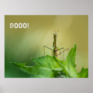 Poster Mante priante