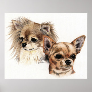 Poster Manteau long et lisse Chihuahuas
